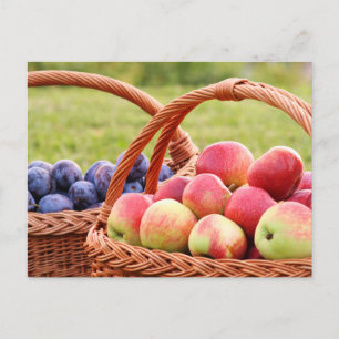 Apples and Plums Postcard