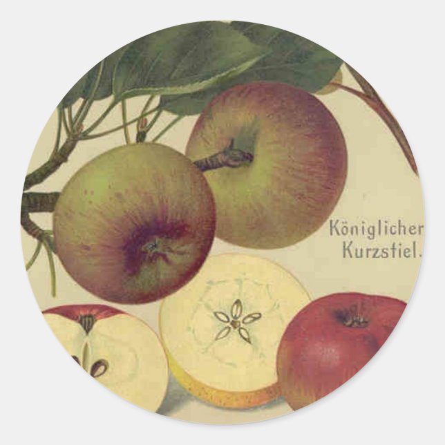 Apples Botanical Vintage Fruit Illustration Classic Round Sticker (Front)