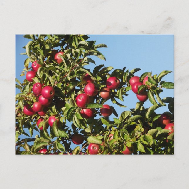 Apples from Mack's Postcard (Front)