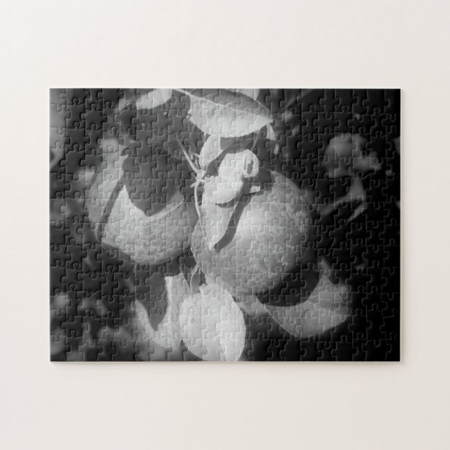Apples In Black And White Nature Jigsaw Puzzle (Horizontal)