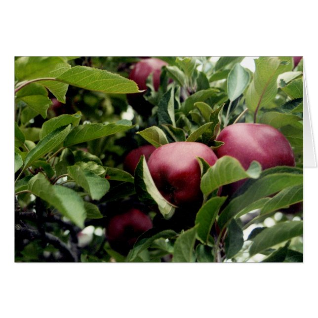 Apples in the Tree (Front Horizontal)