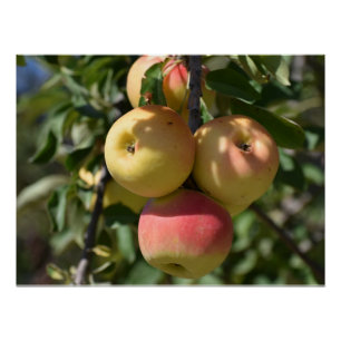 Apples on a tree in Paphos, Cyprus Poster