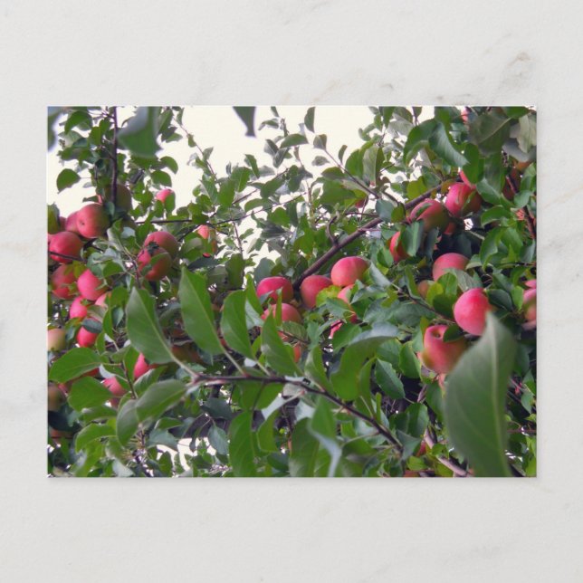 Apples on Apple Tree Postcard (Front)