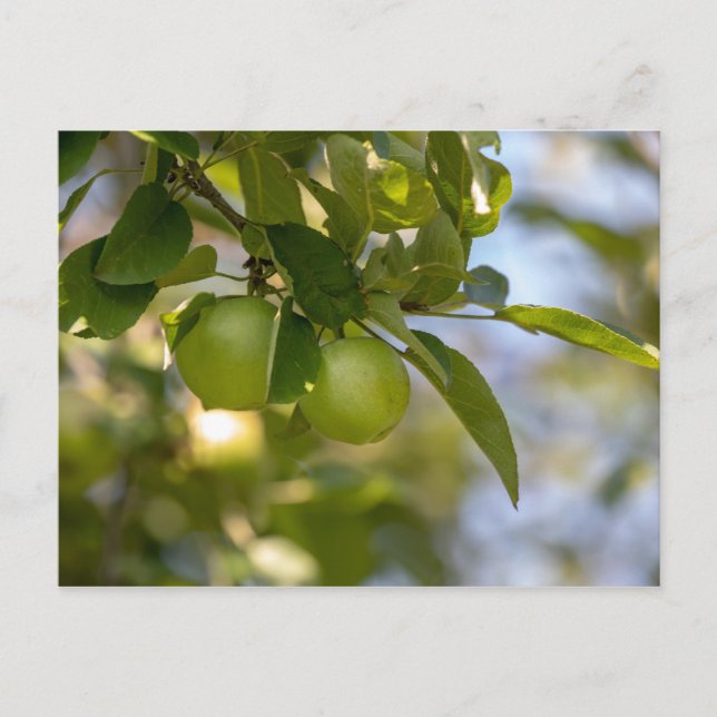 Apples on Branch Postcard (Front)