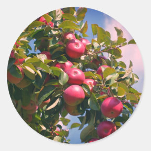 Apples On The Tree Nature  Classic Round Sticker