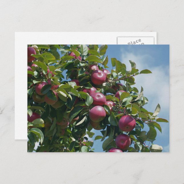 Apples On The Tree Nature Personalised Postcard (Front/Back)