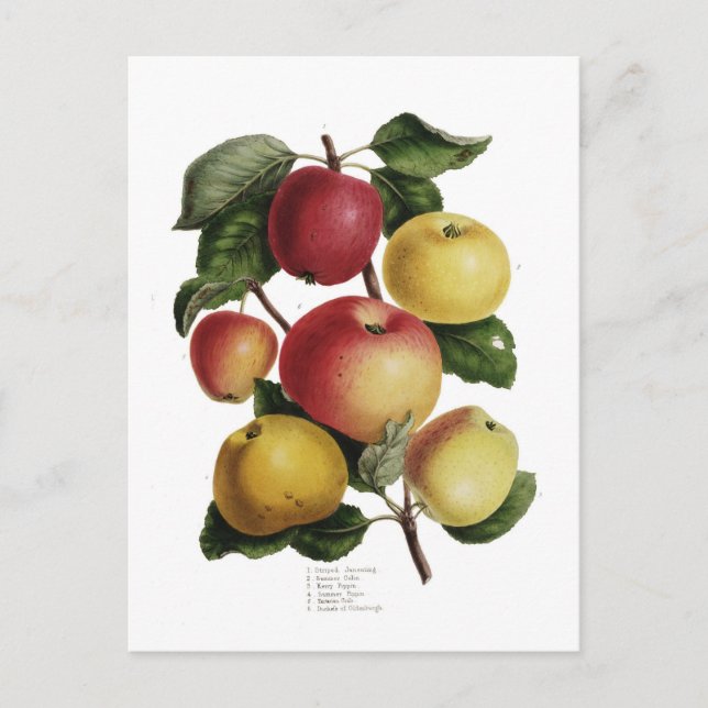 Apples Postcard (Front)