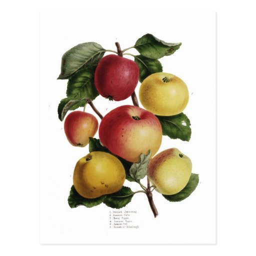 Image of Apples Postcard