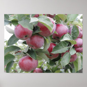 apples poster