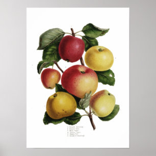 Apples Poster