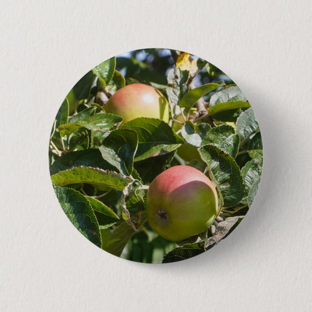 Apples ripening on an apple tree 6 cm round badge (Front)