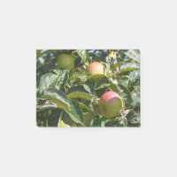Apples ripening on an apple tree