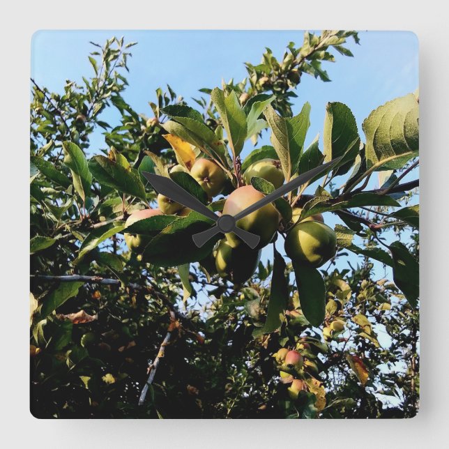 Apples Square Wall Clock (Front)