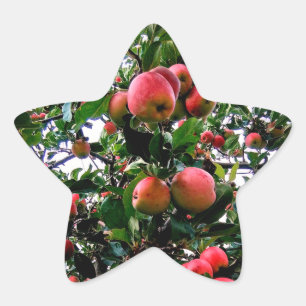 Apples Star Sticker