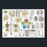 Applied Kinesiology Chiropractic Osteopath Poster<br><div class="desc">Applied kinesiology poster showing the neurolymphatic reflex points, acupuncture tonification and sedation points, acupuncture points for the treatment of gait mechanism, muscle/meridian association, TS line, stress receptor locations, neurovascular reflex points, tooth muscle relationship, hand reflexes and foot reflexes. Five element points with horary times. Source, luo, xi-cleft, entry and exit...</div>