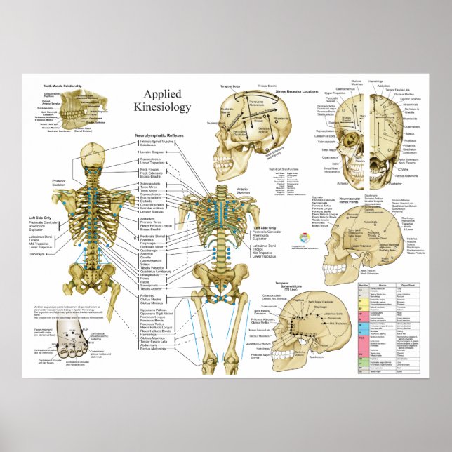 Applied Kinesiology Chiropractic Poster (Front)