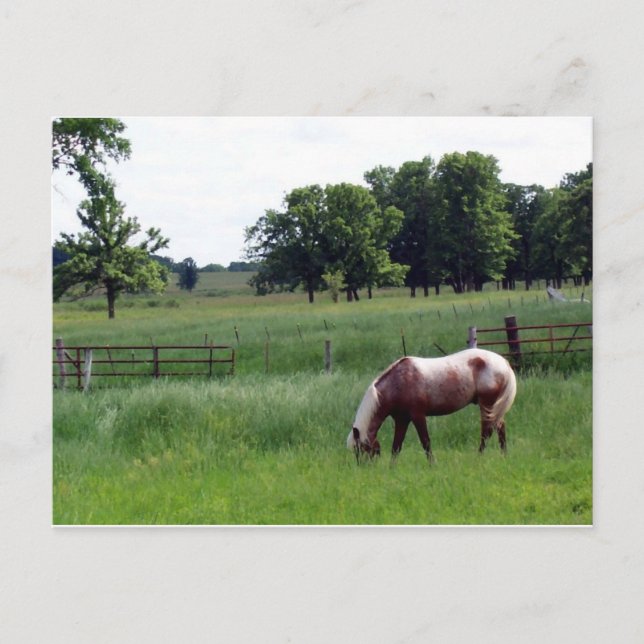 Appy on the farm postcard (Front)