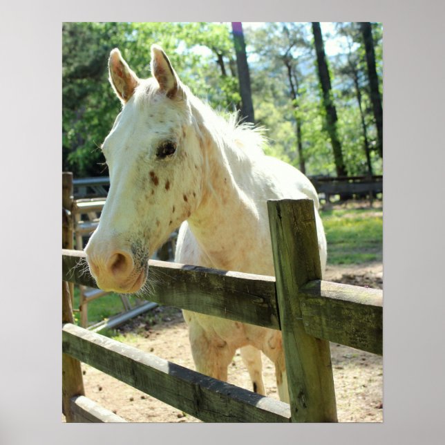 Appy the Horse Poster (Front)