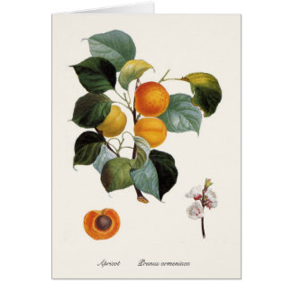 Apricot