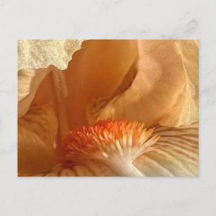 Apricot Bearded Iris Postcard