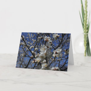 Apricot blossoms card