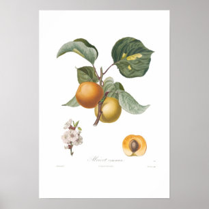 Apricot-Common apricot Poster