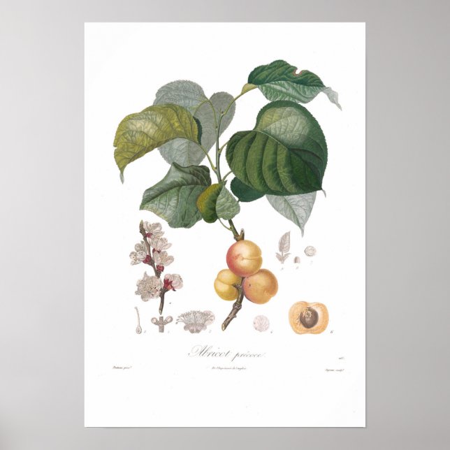 Apricot, Early apricot Poster (Front)