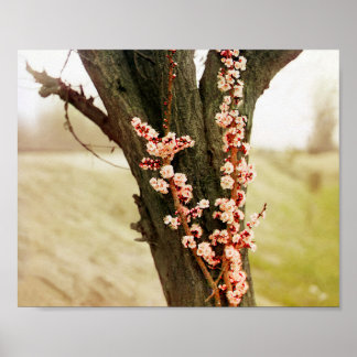 Apricot Flowers - 1911 Vintage Color Photo Poster