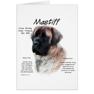 Apricot Fluffy Mastiff History