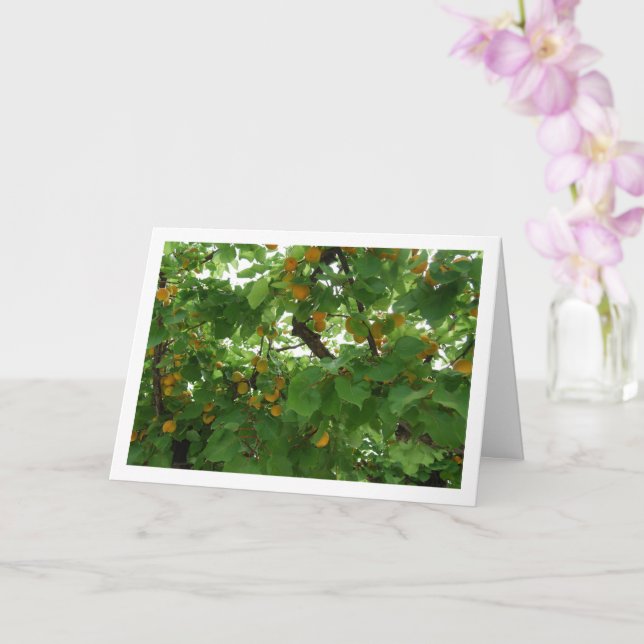 Apricot Fruit on Tree Close-up Card (Orchid)