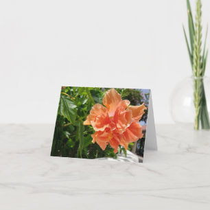 Apricot Hibiscus tropical flower blank note card