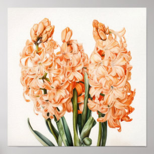 Apricot Hyacinth Flower Art Print Poster