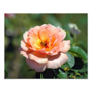 Apricot Hybrid Tea Rose With Honeybee Photo Print