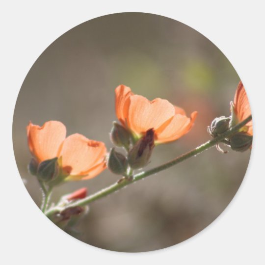 Apricot Mallow Flowers Sticker