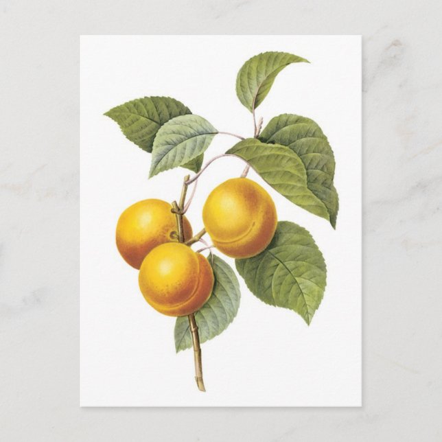 Apricot-Peach botanical illustration Postcard (Front)