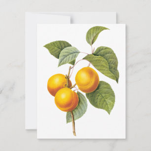 Apricot Peach by Pierre Redoute Invitation
