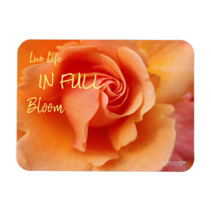Apricot Peach Rose Flower Close Up Photo Magnet