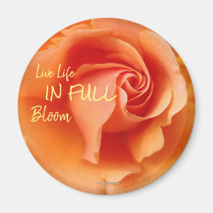 Apricot Peach Rose Flower Close Up Photo Magnet