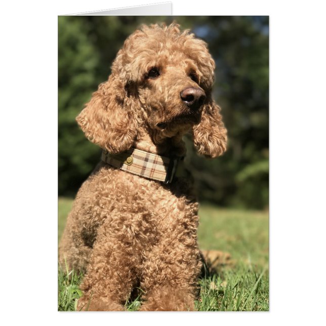Apricot Poodle Customisable (Front)