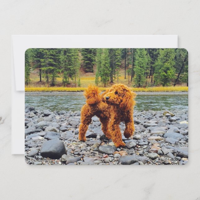 Apricot Poodle - Customisable Gift (Front)