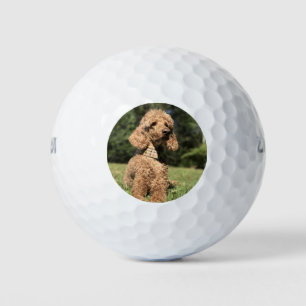 Apricot Poodle Customisable Golf Balls