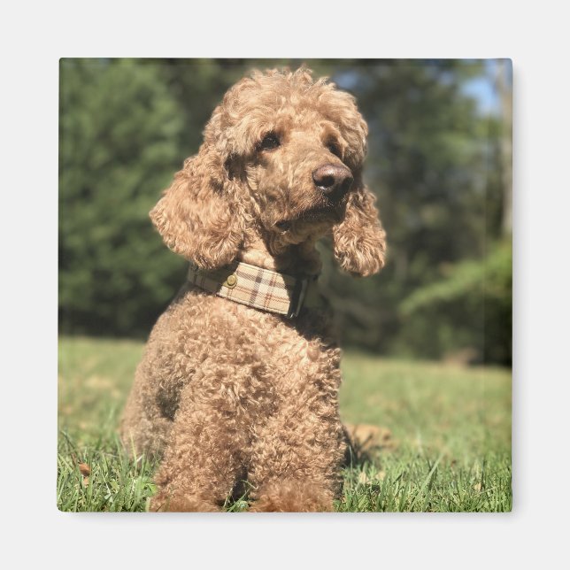 Apricot Poodle Customisable Magnet (Front)