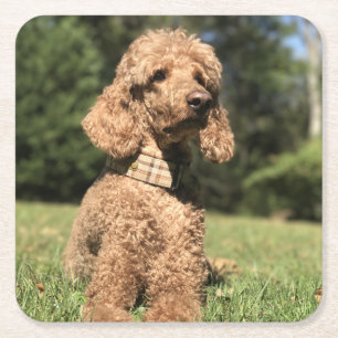 Apricot Poodle Customisable Square Paper Coaster