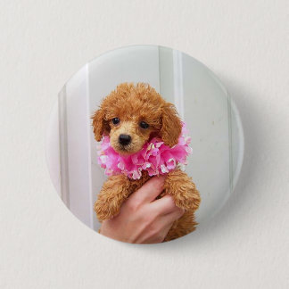 Apricot Poodle Dog Pinback Button