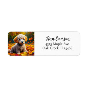 Apricot Poodle Puppy in Fall Leaves