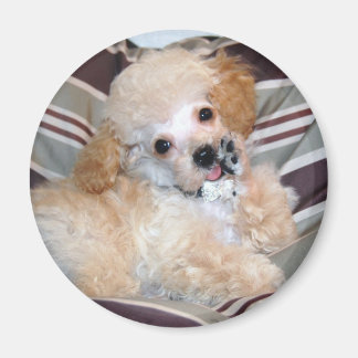 Apricot Poodle Puppy talking  waving Magnet