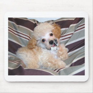 Apricot Poodle Puppy talking  waving Mouse Mat