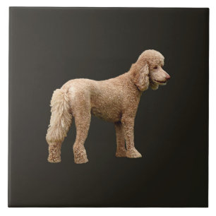Apricot Poodle Tile