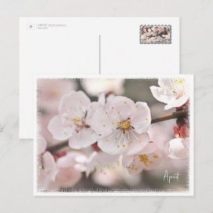 Apricot Postcard