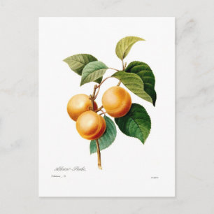 Apricot Postcard